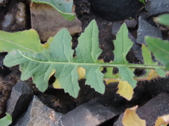 Sisymbrium