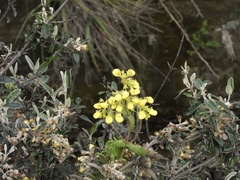 Calceolaria crenata