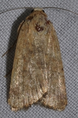 Caradrina flava