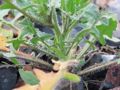 Sisymbrium