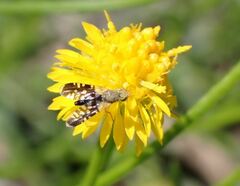 Spathulina acroleuca