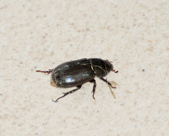 Dyscinetus