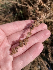 Agrimonia striata