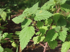 Urtica dioica