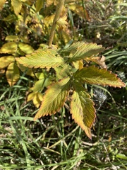 Agrimonia striata