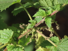 Urtica dioica
