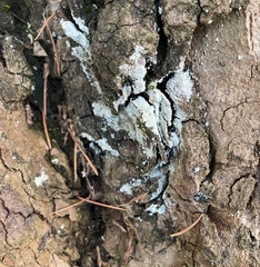 Lepraria finkii