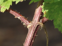 Urtica dioica