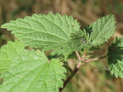 Urtica dioica