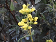 Calceolaria crenata