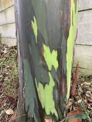 Eucalyptus deglupta