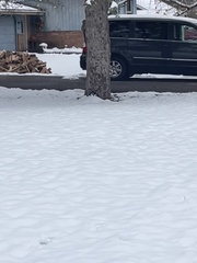 Sciurus carolinensis