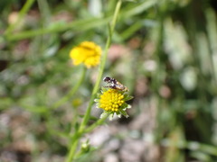 Spathulina acroleuca