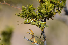 Bootettix argentatus