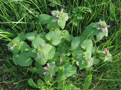 Lamium purpureum