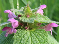 Lamium purpureum