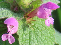 Lamium purpureum