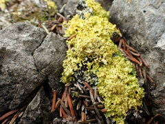 Vulpicida juniperinus