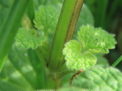 Lamium purpureum