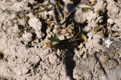 Phaedrotettix
