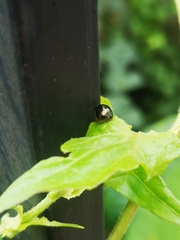 Brachyplatys subaeneus