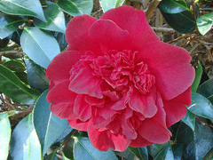 Camellia × williamsii