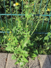 Sonchus oleraceus
