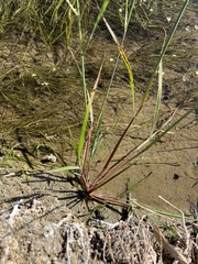 Diplachne fusca