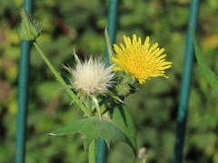 Sonchus oleraceus