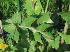 Sonchus oleraceus