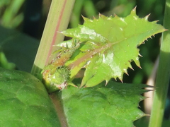Sonchus oleraceus