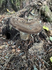 Jahnoporus