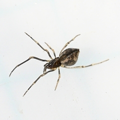Neospintharus trigonum