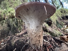 Jahnoporus