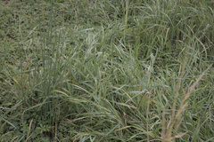 Leymus arenarius