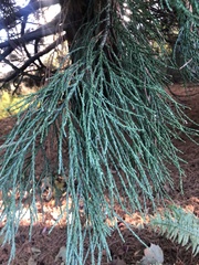 Sequoiadendron