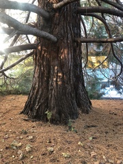 Sequoiadendron