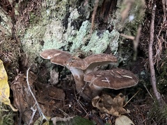 Jahnoporus