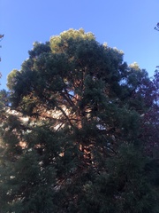 Sequoiadendron