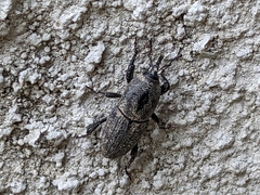 Sphenophorus