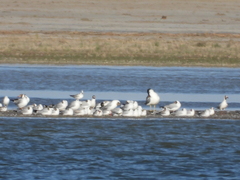 Chroicocephalus brunnicephalus