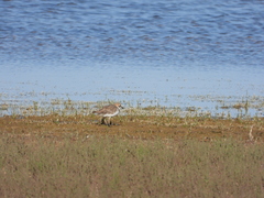 Charadrius alexandrinus