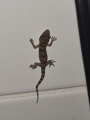 Hemidactylus mabouia