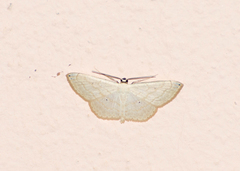 Scopula umbilicata