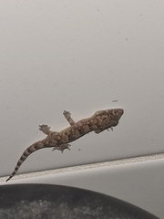 Hemidactylus mabouia