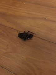 Periplaneta americana