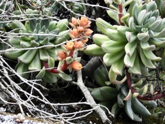 Echeveria quitensis