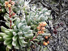 Echeveria quitensis
