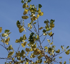 Populus deltoides