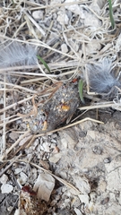 Athene cunicularia